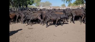 Lote 75 Terneras en Villaguay, Entre Ríos