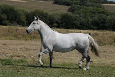 Lote Catalana Alfonsina