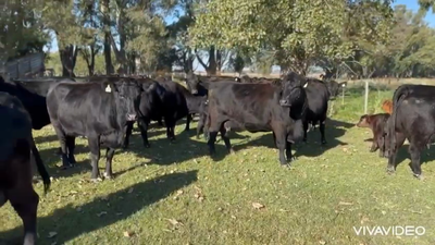 Lote 25 Vacas nuevas C/ cria en Brandsen, Buenos Aires