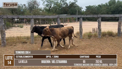 Lote LOTE 14