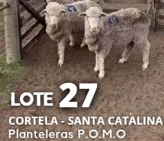 Lote Lote 27