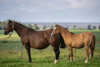 Lote QUAZAR DO INFINITO