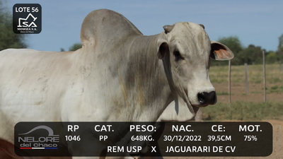 Lote LOTE 56