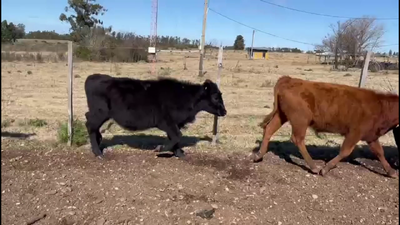 Lote TERNERAS