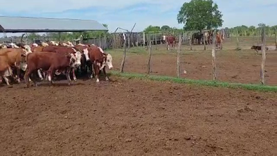 Lote 160 Novillos en Goya, Corrientes