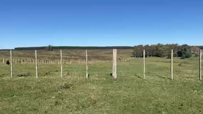 Lote NOVILLOS FORMADOS