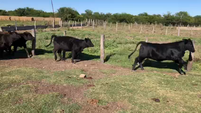 Lote 60 Terneros/as