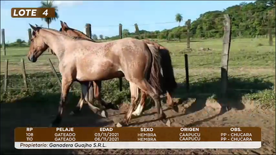 Lote LOTE 4- EN VIVO