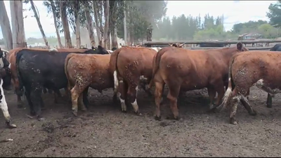 Lote 20 Novillo Gordo en Los Ángeles, VIII Región Biobío