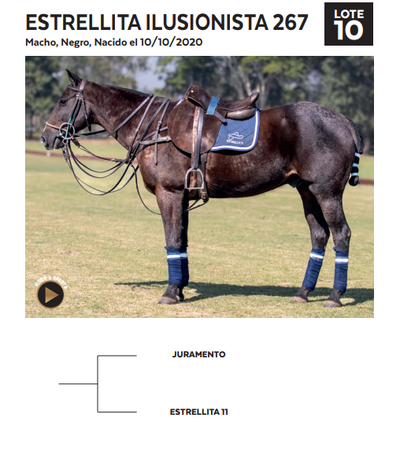Lote LOTE 10