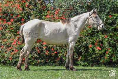 Lote LAICA DEL TOTORAL