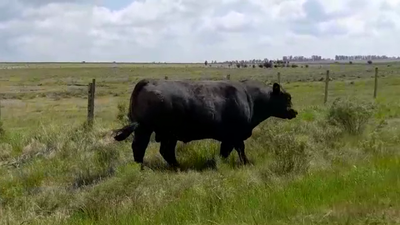 Lote TORO SA