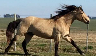 Lote PINO LA INVERNADA