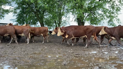 Lote 70 Novillos