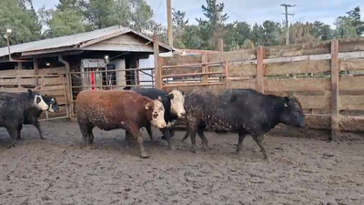 Lote 20 Vaquilla Gorda en Los Ángeles, VIII Región Biobío