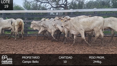 Lote LOTE 19