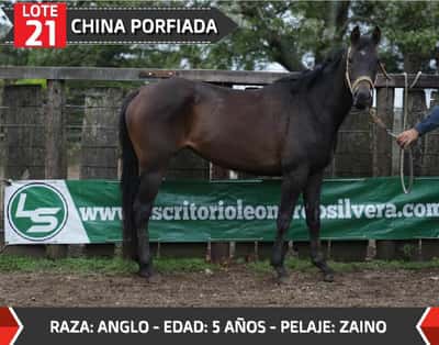 Lote CHINA PORFIADA