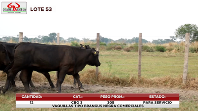Lote LOTE 53