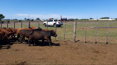 Lote 65 Terneros