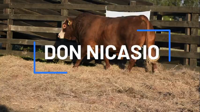 Lote TORO BRAFORD