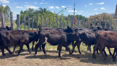 Lote TERNEROS Y TERNERAS