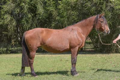 Lote Constancia Clavelina