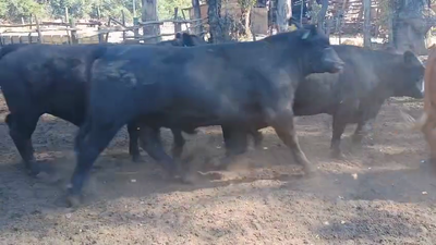 Lote 40 Novillo Gordo en Cabrero, VIII Región Biobío