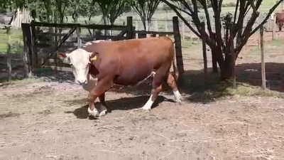 Lote TORO PI