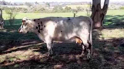 Lote (Vendido)Vacas de Invernada NORMANDO 470kg -  en LA PAZ CP