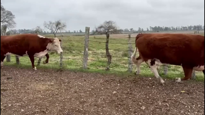 Lote VACAS DE INVERNADA