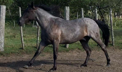 Lote AZARERO LA INVERNADA