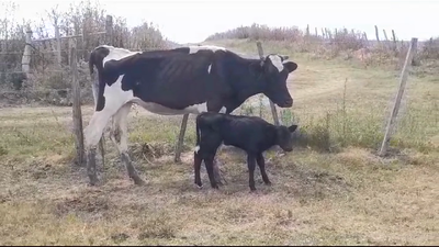 Lote (Vendido)2 Piezas de cría en VIBORAS Y VACAS
