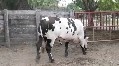 Lote TORO PI