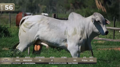 Lote LOTE 56