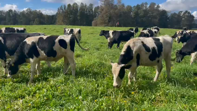 Lote 40 Novillo Engorda, Cunco,, IX Región Araucanía