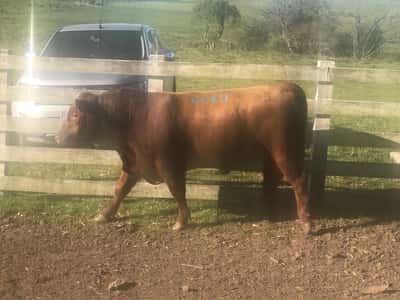 Lote LOTE 10