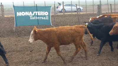 Lote 66 Terneros en Daireaux