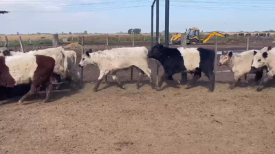 Lote 24 Terneros