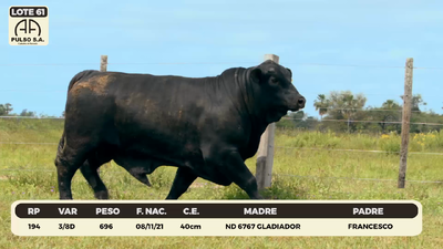 Lote LOTE 61