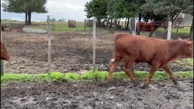 Lote TERNEROS