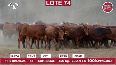 Lote Reproductores de Alborada - Lote 74