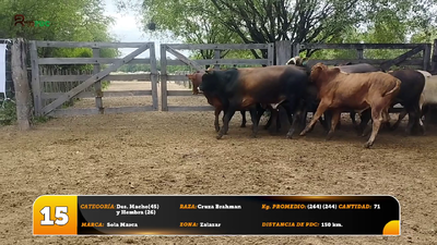 Lote Des. Macho(45) y Hembra (26)