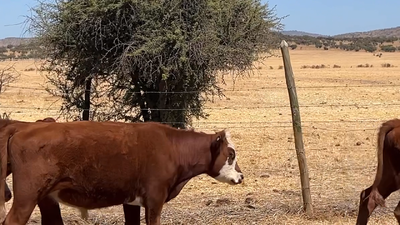 Lote 17 Ternero en San Pedro, Región Metropolitana