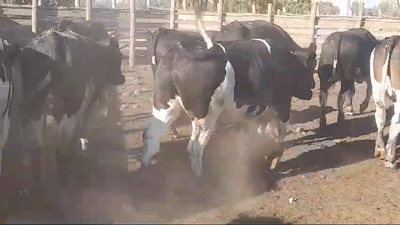 Lote 45 Novillo Gordo en Pelarco, VII  Región Maule