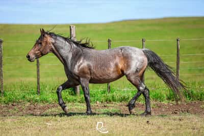 Lote SM Presumida Vieja