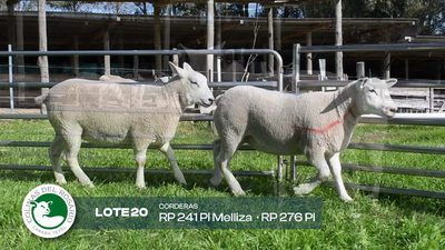 Lote Lote 20