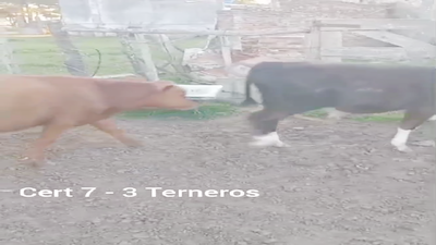 Lote TERNEROS