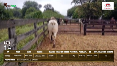 Lote Machos BRAHMAN en Pioneros del Chaco S.A.