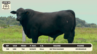 Lote LOTE 65