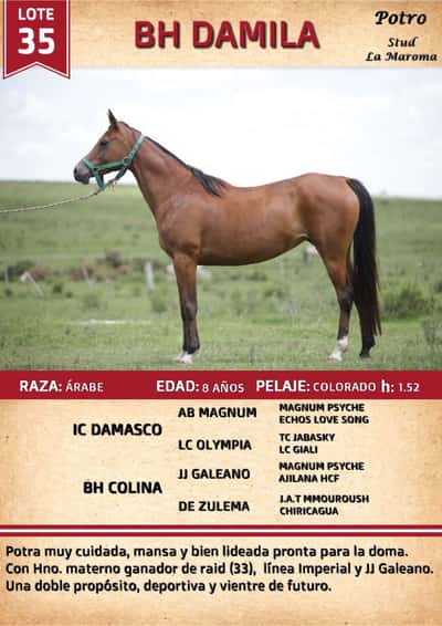 Lote BH DAMILA
